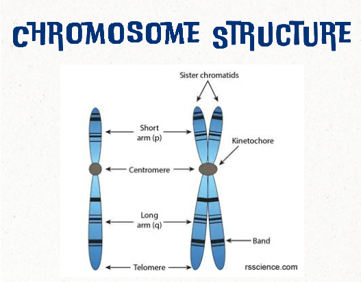<p>one of two identical halves of a chromosome in preparation for cell division</p>
