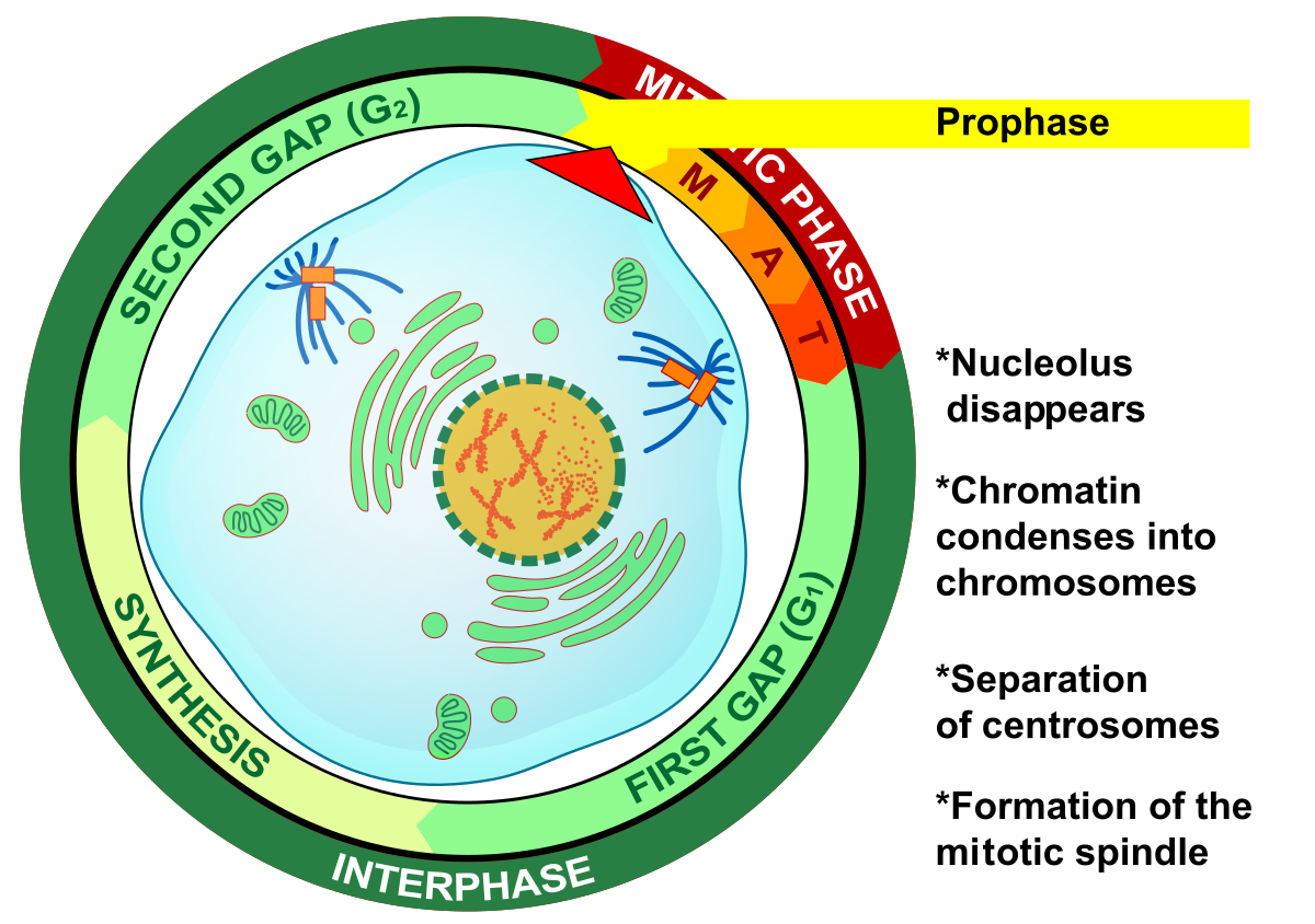 <p>Prophase</p><p><span>-Chromatin condenses into chromosomes</span><br><span>- nucleolus disappears</span><br><span>-The miotic splindle begins to form</span><br><span>-Centrosomes begin to move towards opposite ends of the cell</span></p>