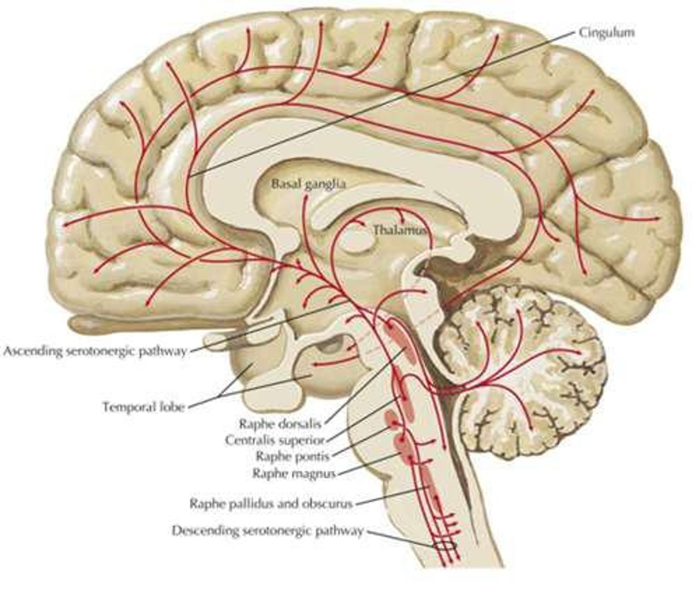 <p>projects 5-HT mainly to hippocampus for long term memory formation</p>