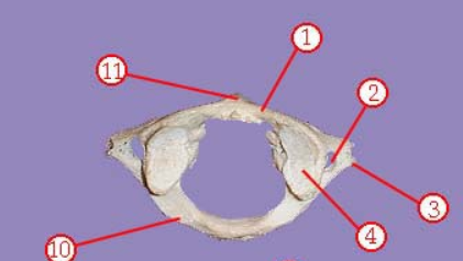 <p><span>Name structure 11</span></p>