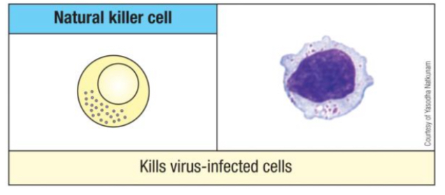 <p>They are innate-like lymphocytes that discriminate 'self' from non-self, kill target cells via granzyme/perforin and death receptors, and secrete cytokines to polarize immune responses.</p>