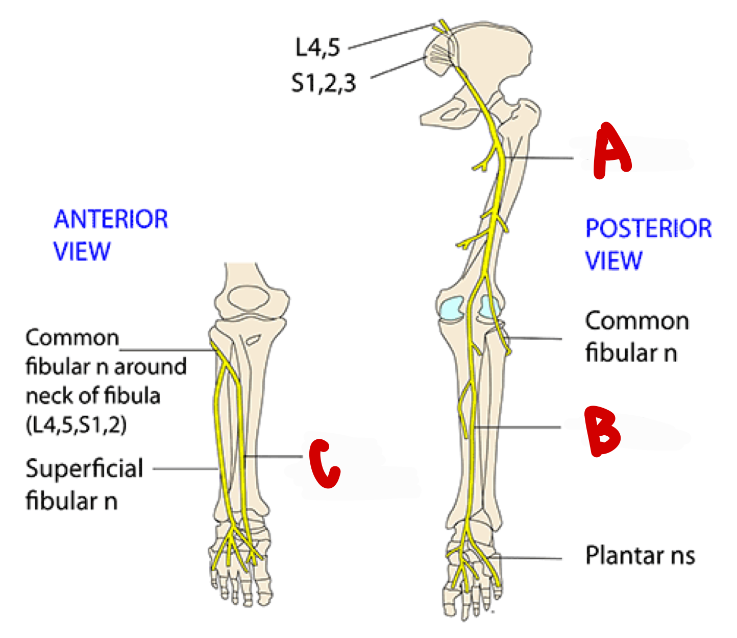 <p>a</p>