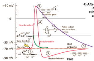After a toxin blocks VGNaC the stimulus  \n won’t be able to generate and propagate  \n an action potential (AP).  \n After a toxin blocks VGKC, the stimulus  \n will generate an AP, because VGKC only  \n participate in the repolarization of the  \n excitably membrane after the AP  \n depolarization. Blocking the VCKC  \n might slow down the rate of recovery to  \n rest, but they are not required for  \n producing an AP.  \n Yes, propagation will occur because  \n increase of \[Na+ \] will activate neighbor  \n VGNaC

Opening of each  \n VGNaC  \n will generate a new  \n peak in the Em

This is called a  \n Positive feedback

\
The effect will be only on the repolarization of  \n the membrane...it will take longer to fire  \n again!
