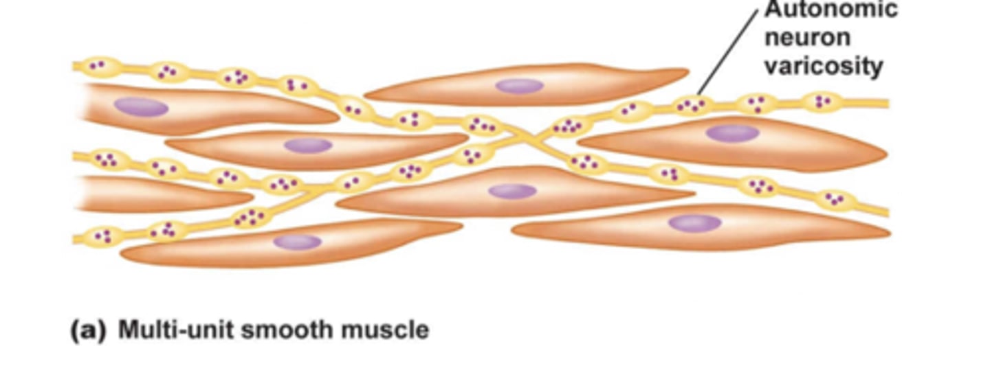 <p>Organization of smooth muscle cels vs skeletal and cardiac:</p><p>- Filaments arranged diagonally , no sarcomeres</p><p>- dense bodies that tether the contractile units together rather than a z line.</p><p>- Ends attach to the muscle cell membrane</p><p>Because of the criss crossing pattern:</p><p>- Can generate much shorter units of contraction</p><p>- Contraction in multiple planes</p>