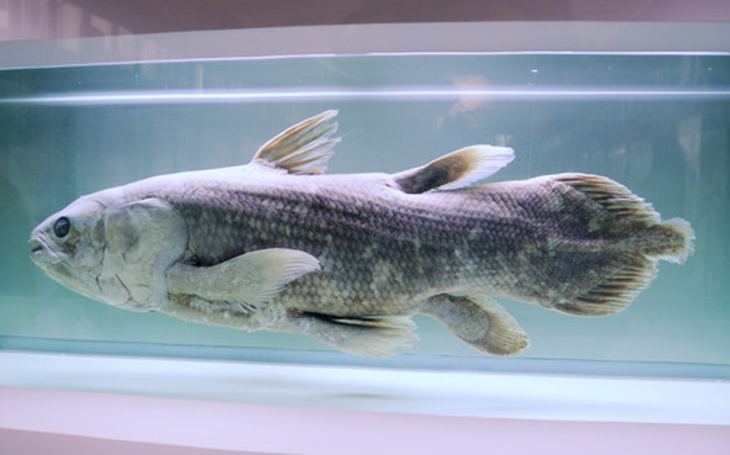 <p>Lobe-Finned Fishes</p><p>•Includes tetrapods</p><p>•Fins supported by skeletal extensions of the pectoral and pelvic areas and moved by muscles</p>
