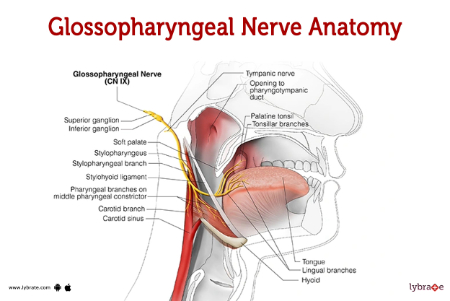 <p>Function: Lifting and widening of the phraynx </p><p>Innervation: Cranial nerve IX (Glossopharyngeus) </p>