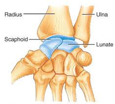 <p>wrist</p>