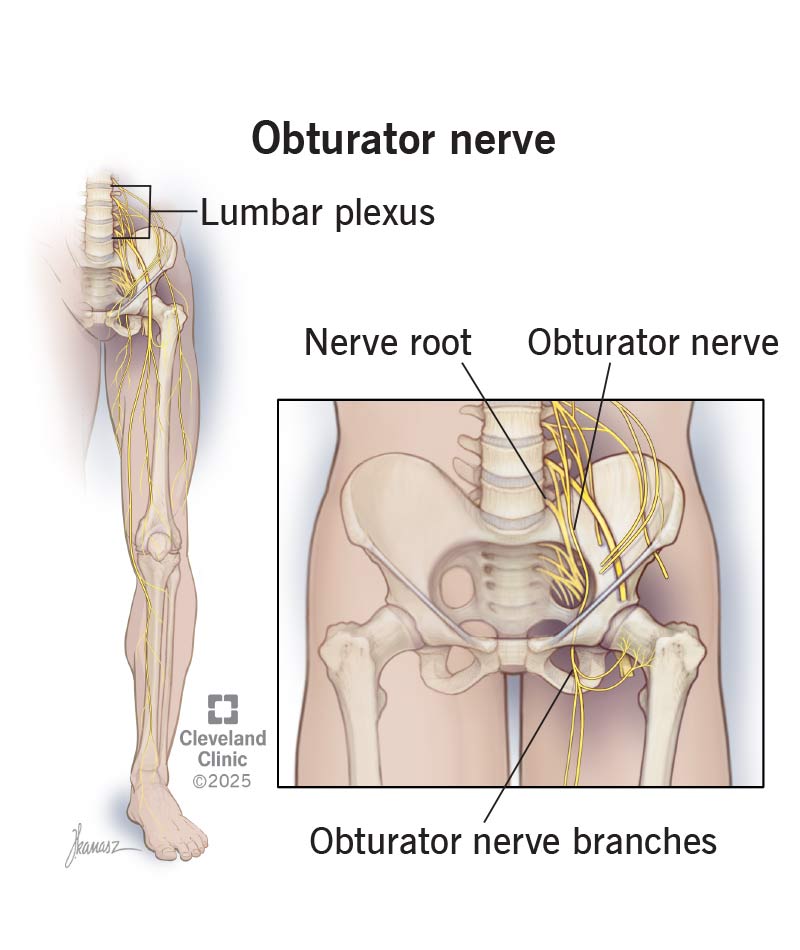 <ul><li><p>femoral nerve</p></li><li><p>obturator nerve</p></li></ul><p></p>