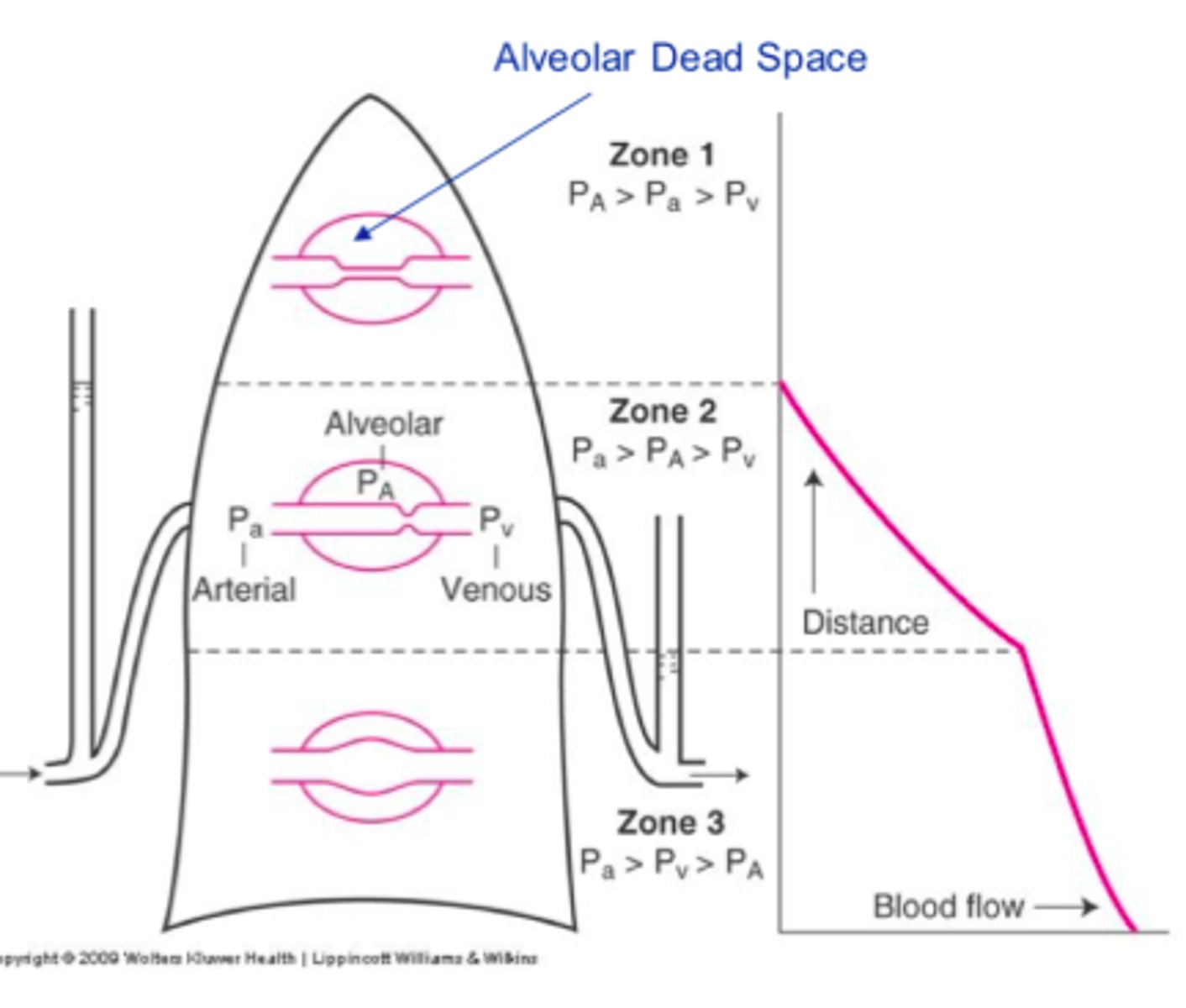 <p>-blood flow is medium<br>-arterial pressure > alveolar pressure > venous pressure</p>