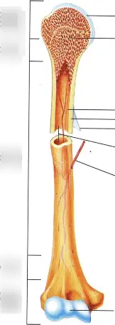 <p>Red Bone Marrow which part&nbsp;</p>