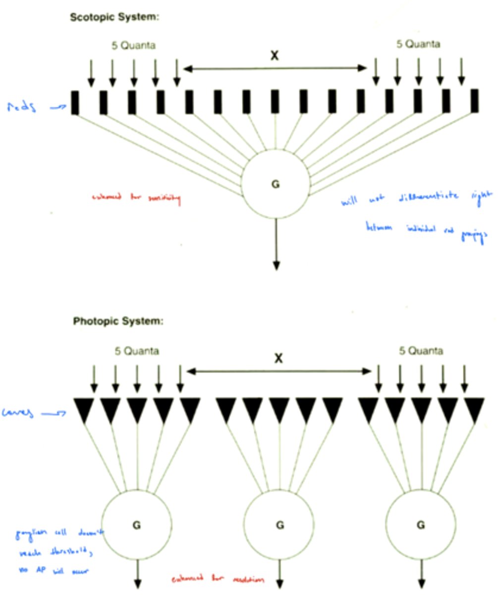 <p>rods</p><p>easier for the rod to absorb 10 quanta (needed to reach threshold) over its larger area</p>