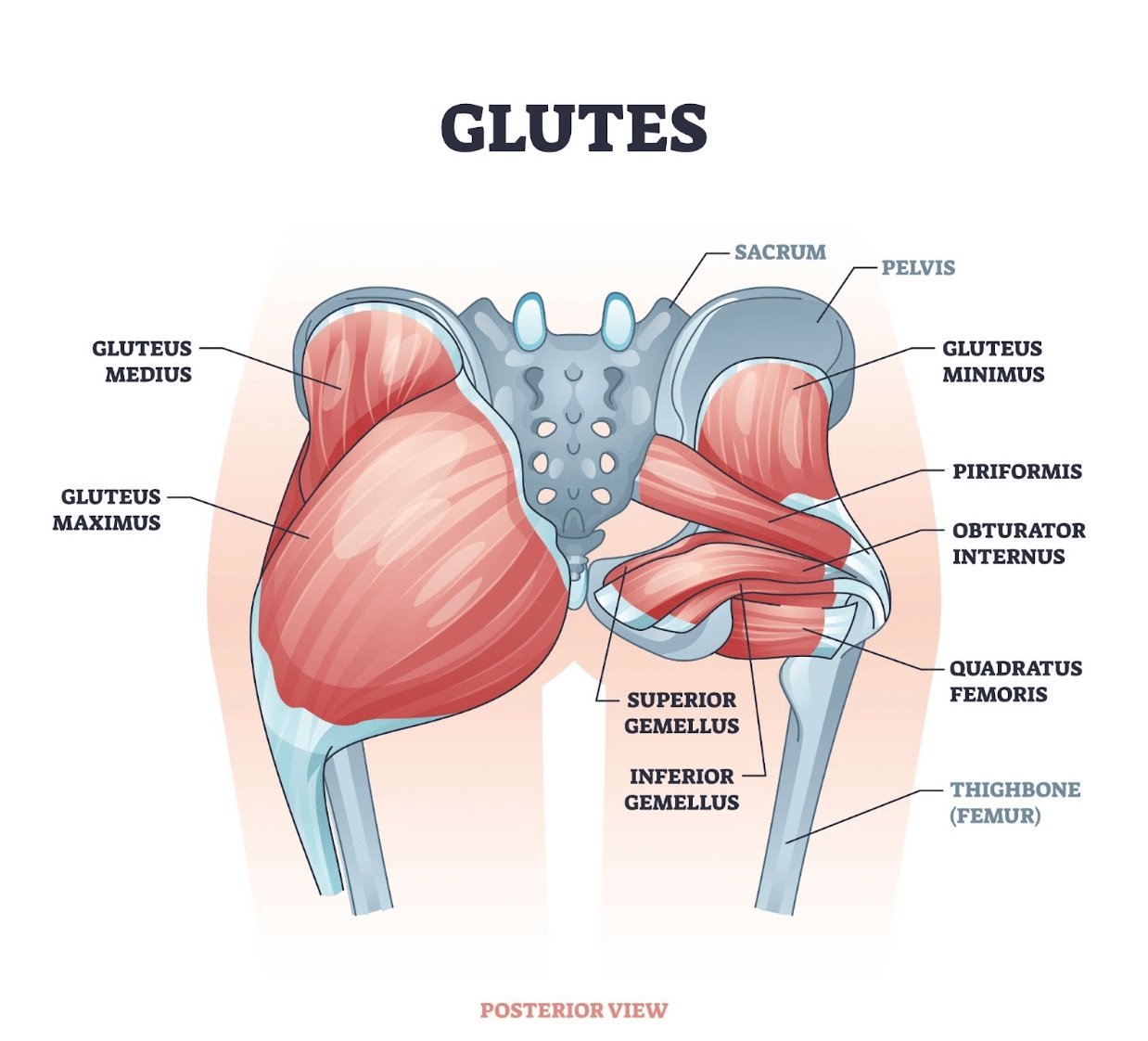 <p><span><strong>Laterally rotate extended hip joint and abduct hip joint when flexed; stabilize hip joint</strong></span></p>