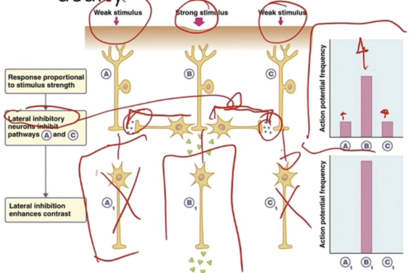 <ul><li><p>Some receptors have <span style="color: blue;">lateral inhibitory neurons</span></p></li><li><p>Strong stimulus can stimulate multiple neurons →</p><ul><li><p>Lateral inhibitory neurons can inhibit pathways of weaker stimulus, pinpoint where strong touch is</p></li><li><p>Makes strong signal feel stronger, weak signals feel weaker</p></li></ul></li></ul><p></p>
