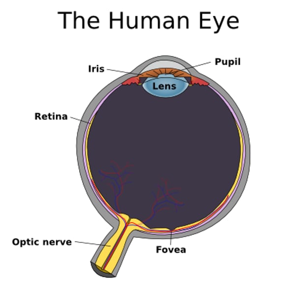 <p>bundle of axons from ganglion cells that carries messages from the eye to the brain</p>