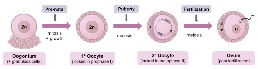 <p>Mitosis → Cell growth → Two devisions of meiosis → Differentiation</p><ul><li><p>Oogonia + Follicle cells → (Mitosis) → Many oogonia and follicle cells in ovaries</p></li><li><p>Oogonium (2n) → (Growth) → Primary oocytes (2n) surrounded by layer of primary follicle</p></li><li><p>Primary oocytes → (Begins meiosis; Arrested during Prophase I)</p></li><li><p>(Each menstrual cycle) Few primary follicle cells → (Meiosis I) → Secondary oocyte (n) → (Begins meiosis II; Arrested at Prophase) + First polar body (n) → Degeneration</p></li><li><p>Primary follicle layer surrounding the secondary oocyte divides forming two rings of follicle cells, separated by fluid filled space, forming a <strong>Graafian follicle</strong></p></li><li><p>Fluid increases between layers → Ovum (Secondary oocyte + Inner follicle layer) is released from ovary to fallopian tubes at ovulation </p></li><li><p>At fertilisation, secondary oocyte completes Meiosis II → Fuses with spermatozoon to form zygote nucleus</p></li></ul><p></p>