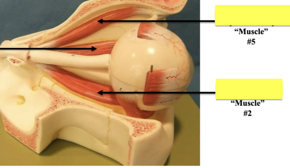 <p>Label muscle #2 </p>