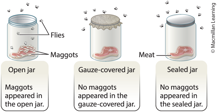 <p>The presence of maggots in the <em>open jar</em> and the absence of maggots in the covered/sealed jars supported the hypothesis that maggots come from flies.</p><p></p><p>Redi’s experiment argued against spontaneous generation for insects. 200 years later, Louis Pasteur found that this could be extended to microbes.</p>