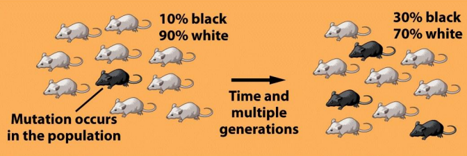 <p>A random change in the genetic code</p><p>Effects evolution because they add to the genetic variation of a population</p>