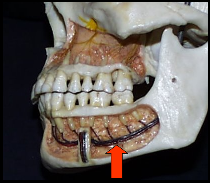 <ul><li><p><span>A tubelike passageway through bone that travels within the body or length of the mandible.</span></p></li><li><p><span>Extends from the mandibular foramen to the mental foramen and houses the inferior alveolar nerve and blood vessels</span></p></li></ul><p></p>