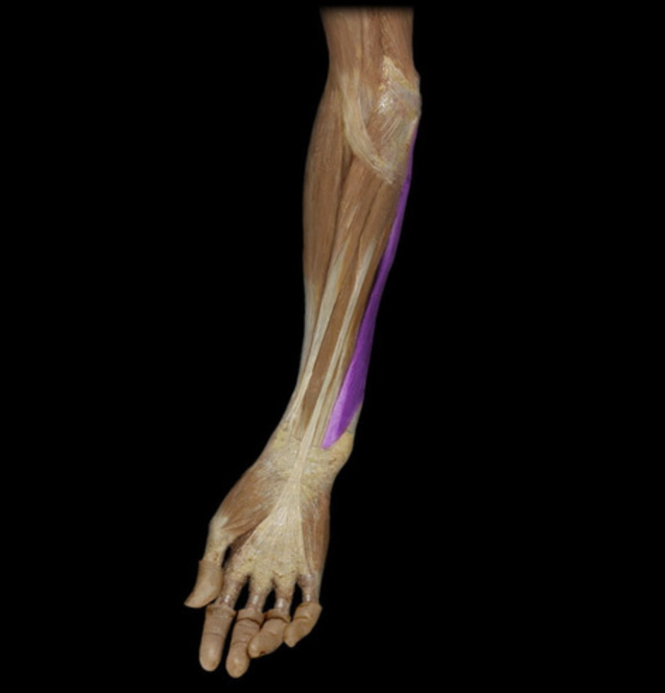 <p><em>table 1</em></p><p><em>O: medial epicondyle of humerus</em><br><em>I: olecranon process of ulna</em></p>