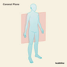 Divides body vertically into posterior (front) and anterior (back)