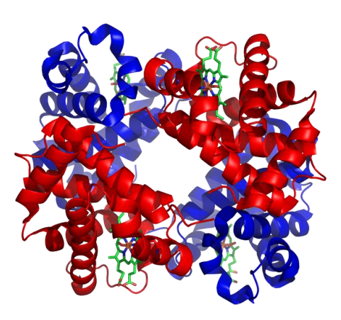 <p>Kvaternær struktur dannes ved at to eller flere identiske eller ulike polypeptidkjeder danner en større funksjonell klynge. Et eksempel er hemoglobin, vist i bildet.</p><p></p>