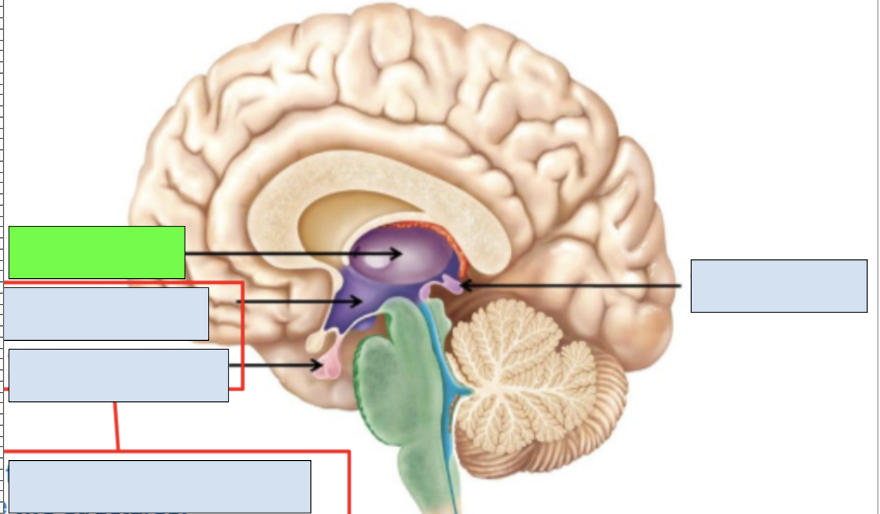 <p><span style="background-color: transparent;"><span>sensory information relayed here; apart of diencephalon and limbic system</span></span></p>