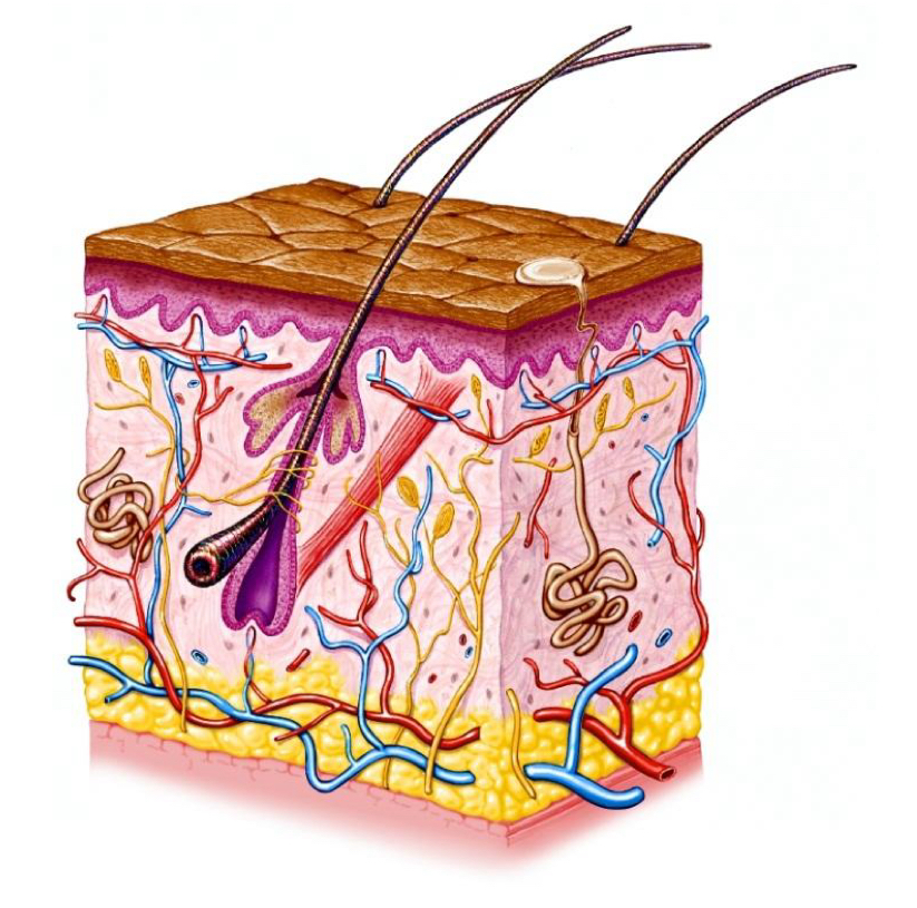 <ul><li><p>body’s outer covering</p></li><li><p>largest organ</p></li><li><p>composed of 3 layers</p></li></ul><p></p>