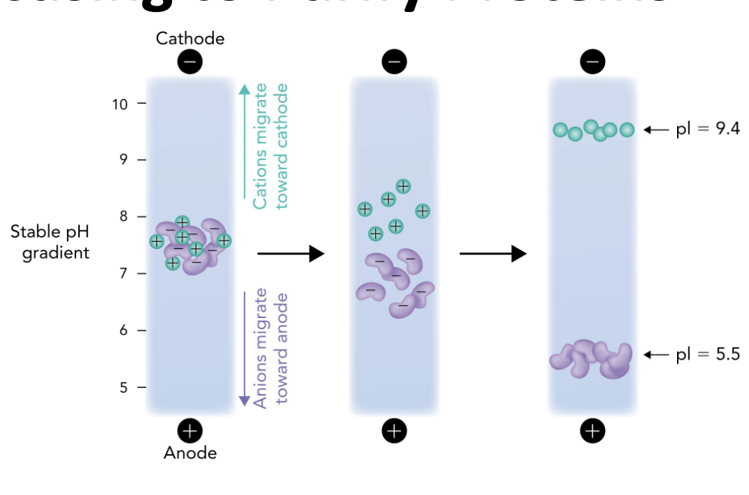 <p><strong>Q:</strong> What does isoelectric focusing (IEF) separate proteins based on?</p>