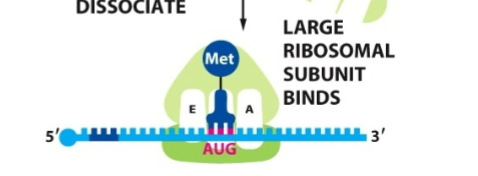 <p>The initiator tRNA charged with methionine (Met) binds the start codon AUG in the P site</p>