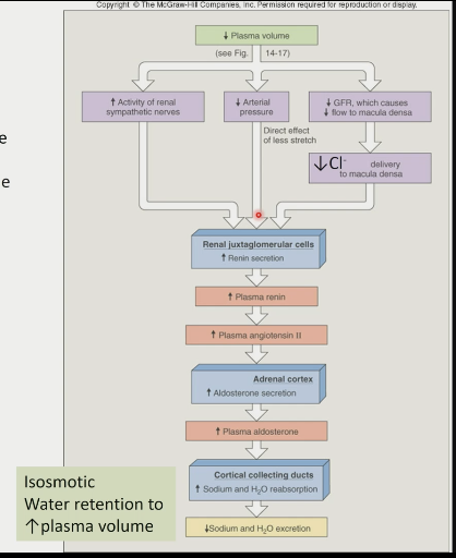 1\. sympathetic neurons

2\. change in renal blood pressure (renal pressure sensation)

3\. flow of chloride in distal tubule affecting macula densa cells which regulate renin release from juxtablomerular cells