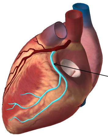 <p><span>Name the vessel in the figure below: (highlighted in blue, also indicated by the arrow)</span></p><p><br></p>