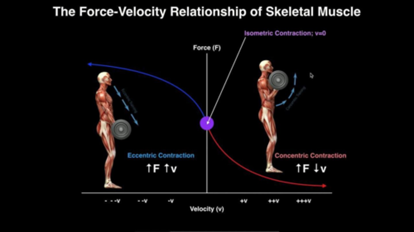 <p>It is an inverse relationship: as the load on a muscle increases, the velocity of shortening decreases.</p>