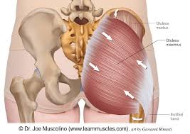 <p>biggest glute muscle, starts close to the midline connects to ilium</p>