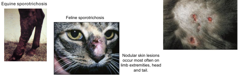 <p>Horses - nodules ulcerating yellow discharge, subcutaneous edemas&nbsp;</p><p>Cats - nodular skin lesion (often on limb extremities, head and tail)</p><p>Dogs - ulcerated, crusted and alopecic cutaneous lesions over head or trunk&nbsp;</p>