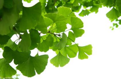 <p>Ginkgo</p>