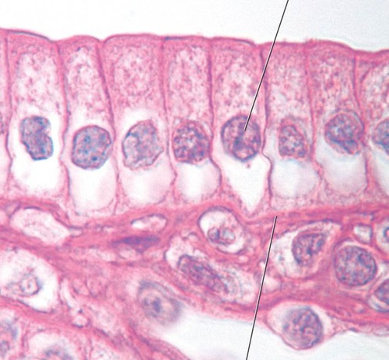 <p>Function: Absorption; secretion of mucus, enzymes, and other substances; ciliated type propels mucus (or reproductive cells) by ciliated action.<br><br>Location: nonciliated type lines most of the digestive tract (stomach to anal canal), gallbladder and excretory ducts of some glands; ciliated variety lines small bronchi, uterine tubes, and some regions of the uterus.</p>