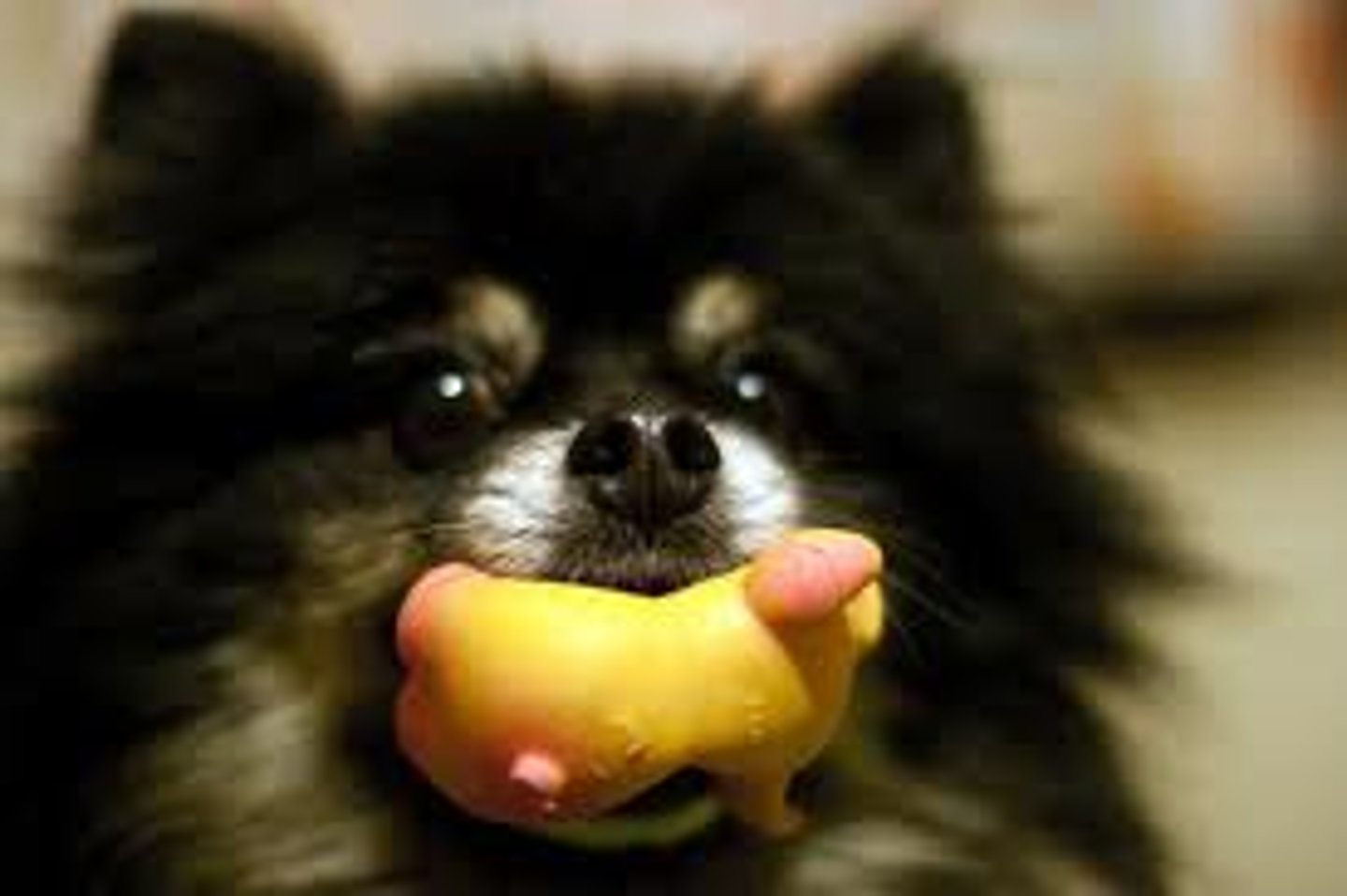 <p>(n.) A strong inclination or preference for</p><p>something</p>