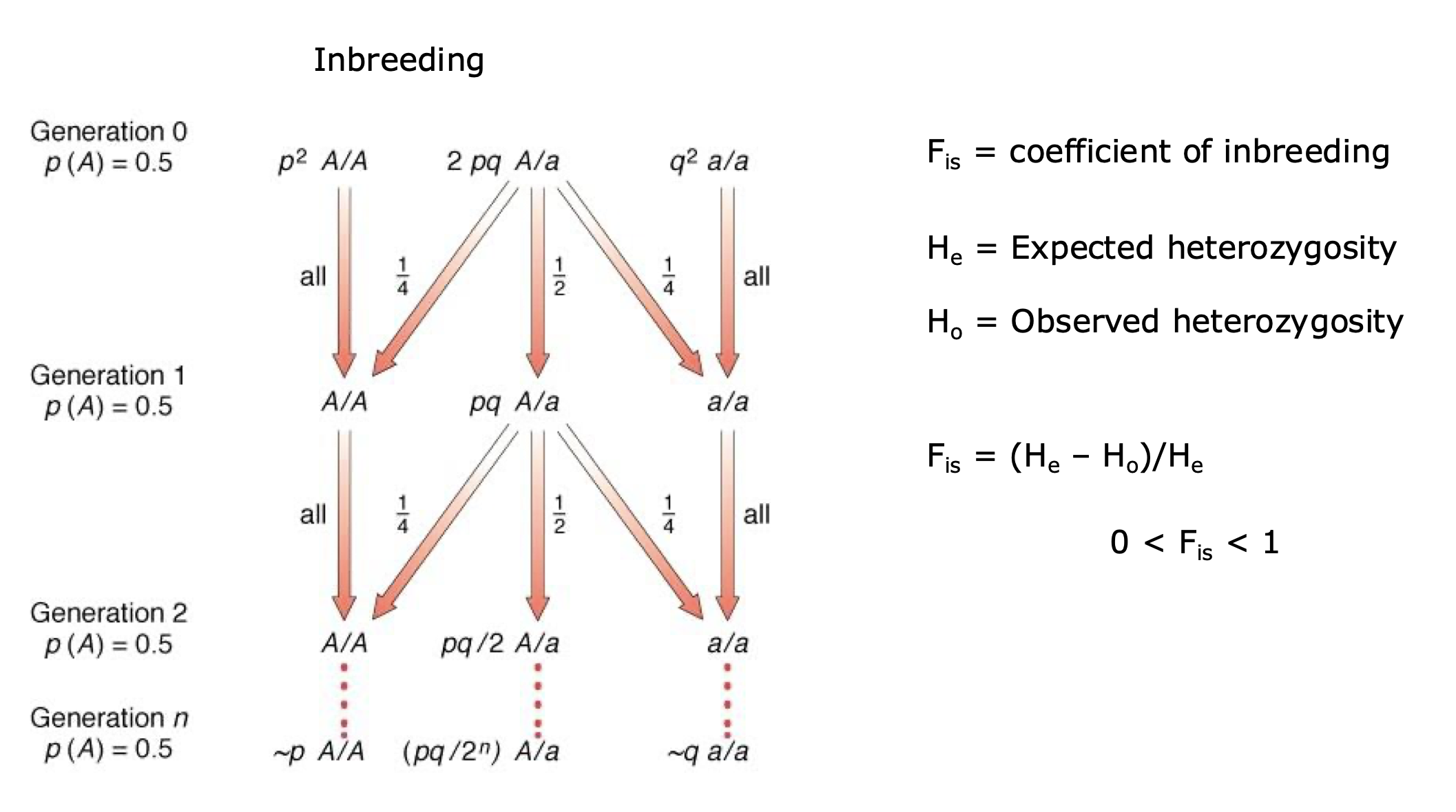 <ul><li><p><strong>Increases homozygosity</strong> (more <strong>A/A</strong> and <strong>a/a</strong> genotypes) and <strong>decreases heterozygosity</strong> (fewer <strong>A/a</strong> genotypes).</p></li><li><p>Over time, leads to <strong>more homozygous individuals</strong> and a <strong>reduction in genetic diversity</strong>.</p></li></ul><ul><li><p><strong>No change in allele frequencies</strong> (p(A) and p(a) stay the same) because inbreeding does not introduce new alleles or remove existing ones</p></li></ul><p></p>