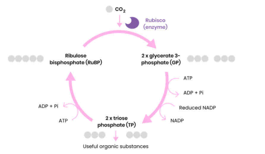 <p>1. CO2 reacts with ribulose bisphosphate (RuBP) ○ Catalysed by the enzyme rubisco</p><p>2. Forming 2 glycerate 3-phosphate (GP) molecules</p><p>3. GP reduced to triose phosphate (TP)</p><p>○ Using products from light-dependent reaction - reduced NADP and energy from ATP</p><p>4. Some TP converted to useful organic substances (eg. glucose)</p><p>5. Some TP used to regenerate RuBP in the Calvin cycle (using energy from ATP)</p>