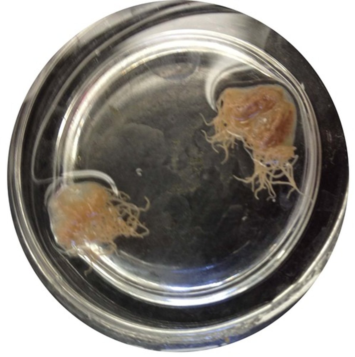 <p>Phylum Cnidaria, preserved jellyfish</p>