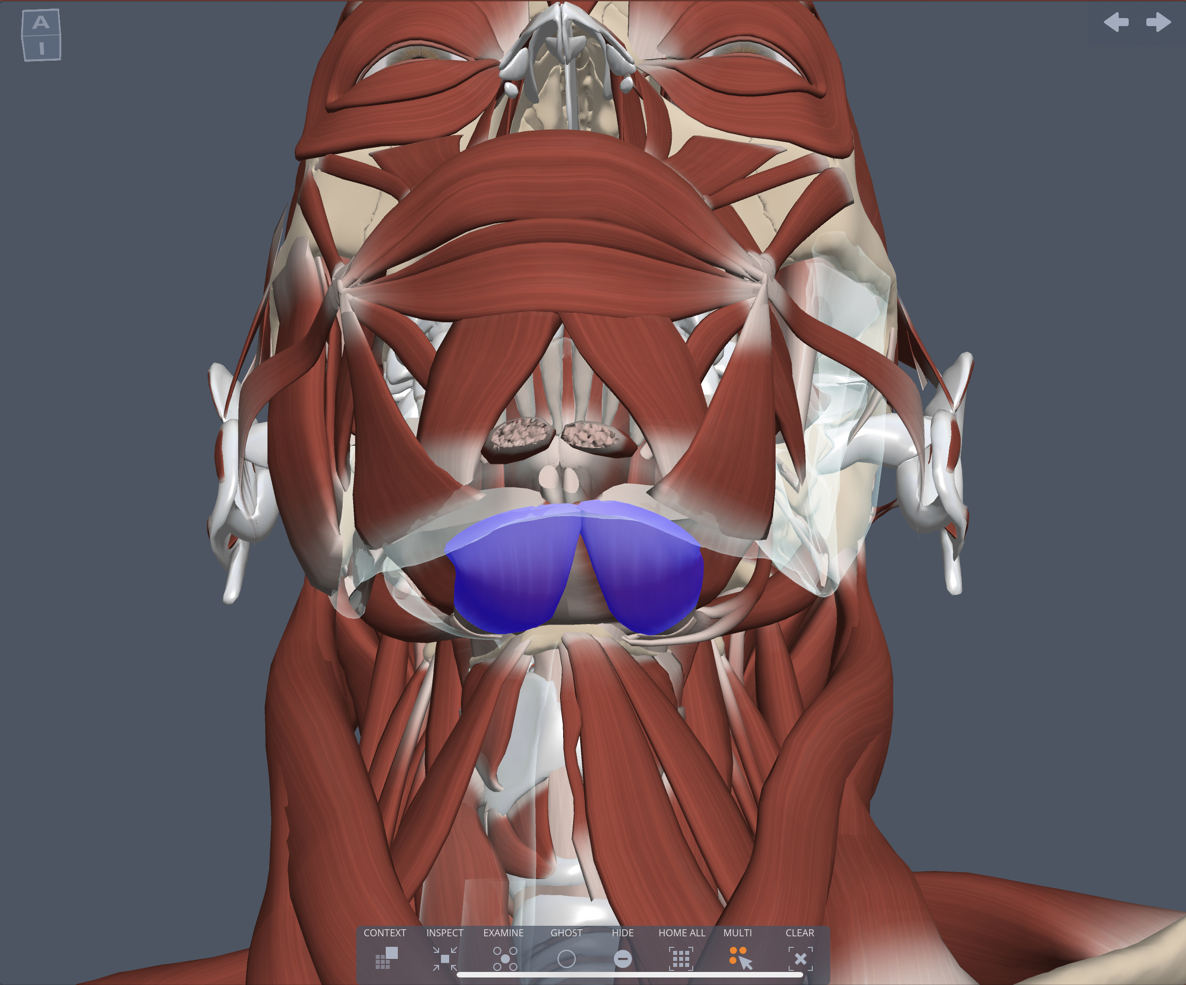 Origin of the Digastric muscle