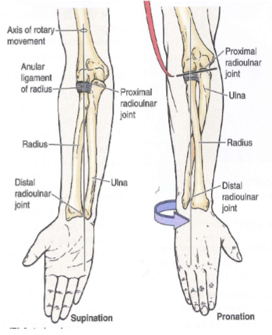 <p>Movements of radioulnar joint</p>