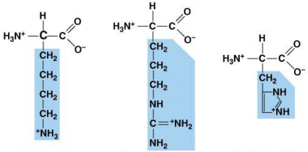 <p>what characteristic and what do they attract</p>