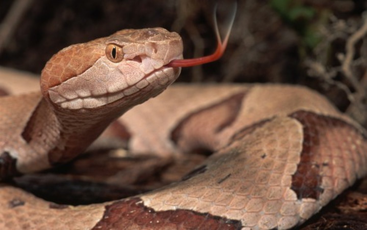 <p>Order of lizards and snakes</p>