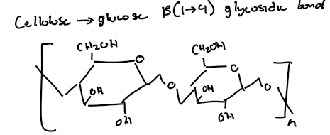 <p>Cellulose is the major component of plant cell walls, and it is not easily degraded. Humans cannot digest cellulose. It is formed by B-glucose molecules and has a linear structure, allowing the hydroxyl molecules of one cellulose molecule to form hydrogen bonds with hydroxyl groups of parallel cellulose molecules. Those molecules together form B-sheets. </p>