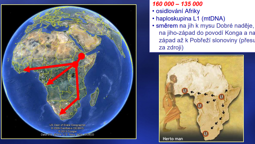 <p>13 5000-115000 let – populace se zvětšují -&gt; rozšíření z Afriky (kosterní pozůstatky)</p>