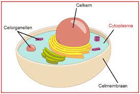 water 

stoffen opgelost in dat water (bv. vetten, zouten, eiwitten, aminozuren, RNA, suikers, ionen,…) 

alle celorganellen