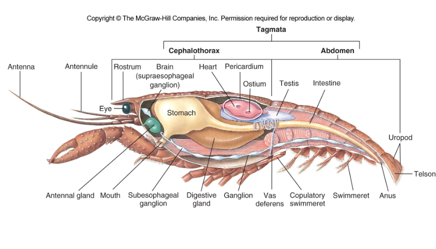 excretory and osmoregulatory organs in crustacea 