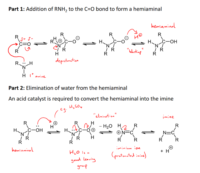 <ul><li><p>primary amine adds reversibly to form an imine </p></li><li><p>water is a by-product so it is also a condensation reaction. </p></li><li><p>Happens in two parts: 1) addition of RNH2 to form hemiaminal, 2) elimination of water from hemiaminal to form imine </p></li><li><p>amines are strong nucleophiles and does NOT need an acid catalyst for part 1. </p></li><li><p>Part 2 needs an acid catalyst to convert hemiaminal to imine. </p></li><li><p>Optimum pH for reaction is around 4.5 </p></li></ul><p></p>